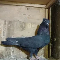 کبوتر پرشی غریب|پرنده|کوهدشت, |دیوار