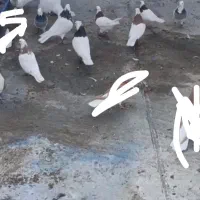 کبوتر|پرنده|تبریز, |دیوار