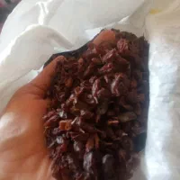 انواع میوه های خشک شده بسیار تمیز و خوشمزه|عمده‌فروشی|صدرا-فارس, فاز ۱|دیوار