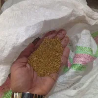 بذر علف یونجه|گل و گیاه طبیعی|کهنوج, |دیوار
