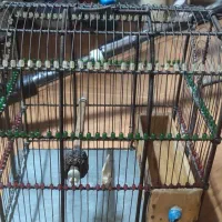 قفس سهره|لوازم جانبی حیوانات|ری, فیروزآبادی|دیوار