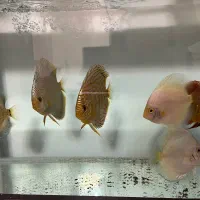 ماهی دیسکس سالم و نژاد دار|ماهی|تهران, باغ فیض|دیوار