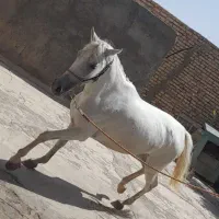 اسب مادیان دره شور