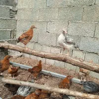 جوجه گلپایگان اصلاح نژادشده|حیوانات مزرعه|رشت, لاکان|دیوار