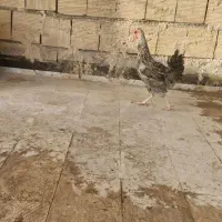 مرغ تخم گذار