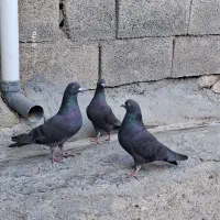 کبوترتهرانی ولچکی