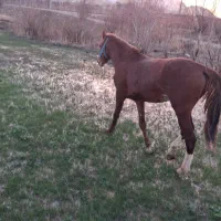 دو عدد اسب ترکمن  چهار ساله و دوساله