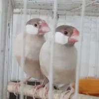 فنج شکلاتی