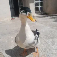 اردک شاد