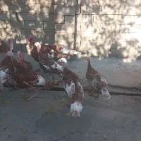 بوقلمون ارگانیک|حیوانات مزرعه|نهاوند, |دیوار