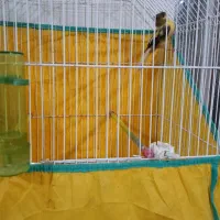 قناری|پرنده|آبادان, |دیوار