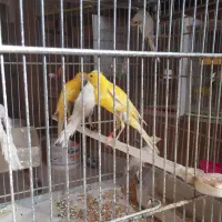 سلام تعداد قناری سوپر یکسرجیورما ده|پرنده|خمینی‌شهر, |دیوار