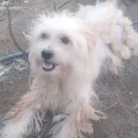 سگ اشپیتزو|سگ|بوشهر, |دیوار