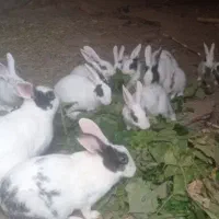 خرگوش|موش و خرگوش|مشهد, شهرک بهارستان|دیوار
