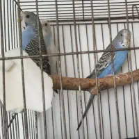 ۳ عدد مرغ عشق