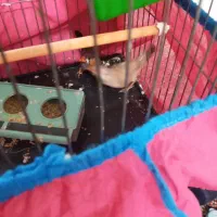 یک جفت فنچ نرو ماده‌