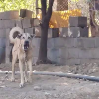 ماده سرابی جوان|سگ|سنندج, |دیوار