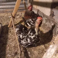 مرغ وخروس کوشین