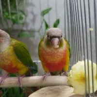 فروش گرینچیک دبل رد فکتور دستی و مولد