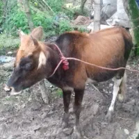 گوساله دورگ جرسی