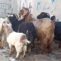 ۷ عدد بز بچه دار برای دامازدیخ|حیوانات مزرعه|اردبیل, |دیوار