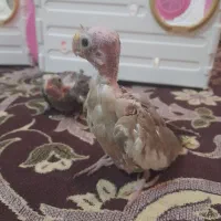 جوجه عروس هلندی سرلاکی|پرنده|شیراز, فرهنگ شهر|دیوار