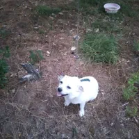 سگ پاکوتاه|سگ|جویبار, |دیوار