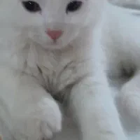 گربه