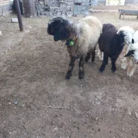 گوسفند داشتی|حیوانات مزرعه|کیار, |دیوار