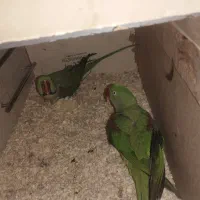 شاه طوطی جفت