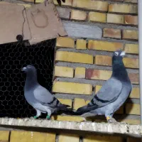 رنگی و پلاکی معاوضه هم دارم|پرنده|گنبد کاووس, |دیوار