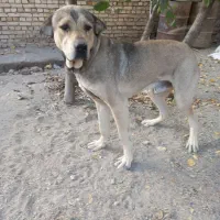 سگ پژدر یک سال|سگ|ملایر, |دیوار