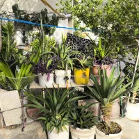 حـراج انواع گل و گیاه|گل و گیاه طبیعی|کیش, |دیوار