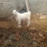 بزغاله نر کیلویی ۵۰۰