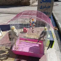 یک جفت عروس هلندی