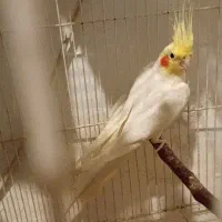 عروسهلندی نر|پرنده|مشهد, قائم|دیوار