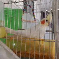 عروس هلندی|پرنده|مشهد, باغ فراگرد|دیوار
