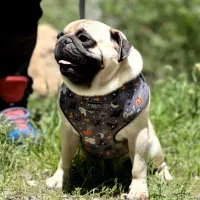 سگ پاگ|سگ|اشکذر, |دیوار