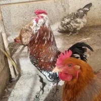 خروس گلین چهل تاج