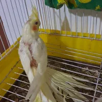 عروس هلندی تازه دون خور|پرنده|کلاچای, |دیوار