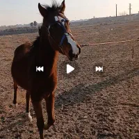 فروش اسب ماده|اسب و تجهیزات اسب‌سواری|بهارستان, |دیوار