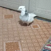 کفتر طوق سور کلایی|پرنده|بم, |دیوار