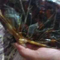 خرما شهابی