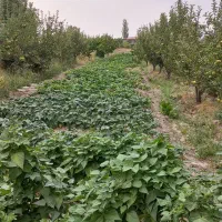فروش فوری باغ ( کوی دکتر ژاله)