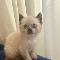 گربه بیریتیش