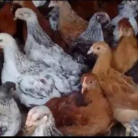 جوجه کلپایگانی ۲ ماه در نیریز
