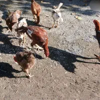 مرغ و خروس|حیوانات مزرعه|بیلوار, |دیوار