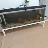 اکواریوم|ماهی|زاهدان, |دیوار