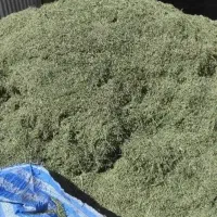 یونجه و کاه گندم|خدمات باغبانی و درختکاری|مرودشت, محمد آباد|دیوار