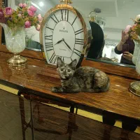 واگذاری گربه